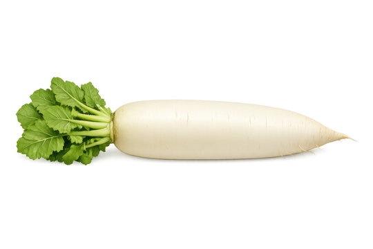 Daikon radish with green leaves, fresh white mooli vegetable, offering healthy organic food and culinary ingredient