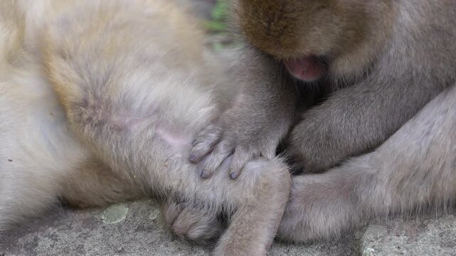 Close-up of macaques grooming each other near a natural hot spring. Detailed view of hands and fur during social interaction and hygiene behavior in a calm outdoor environment.