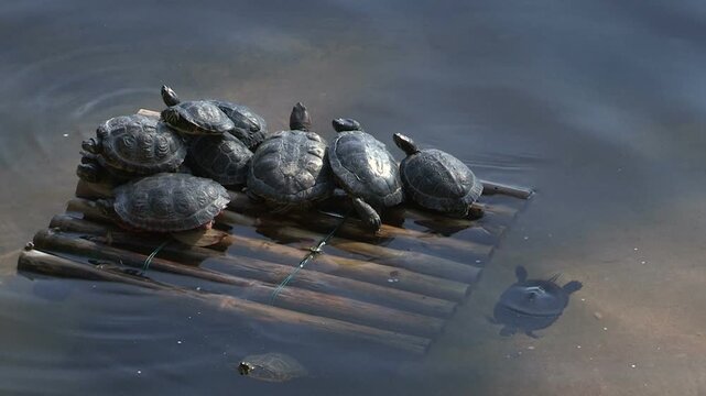 Some turtles on a small raft in the pond