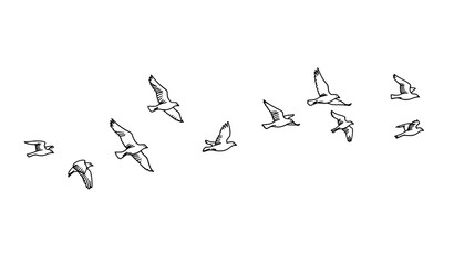 Hand-drawn flying birds line vector in monoline ink sketch style © Shukimon