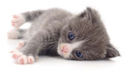Small grey kitten lying isolated on white background