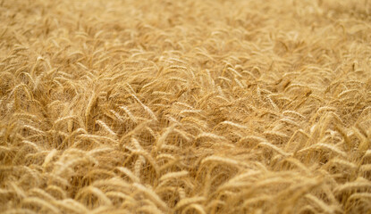 Golden wheat field background