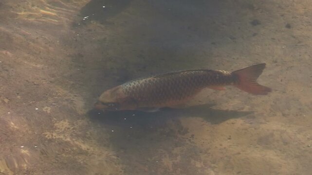 A red fish swims in a small pond