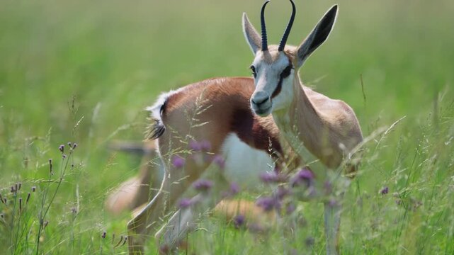 Springbok grazing calmly in an open savanna, capturing natural feeding behavior and alert posture under golden daylight, a serene moment of African wildlife during a safari game drive in South Africa.