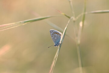 una farfalla licenide al tramonto