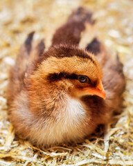 Nahaufnahme eines liegenden H&uuml;hnerk&uuml;kens in einem Brutkasten