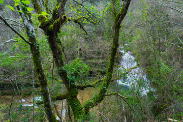 Fototapeta premium Waterfalls of the Hijuela River in Irus, in the Mena Valley. Merindades region. Burgos. Castile and León. Spain. Europe