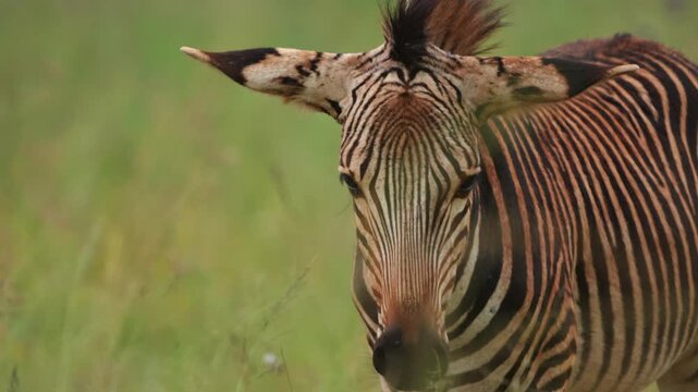 Close-up footage of a zebra grazing in the African bushveld, capturing detailed muzzle movement, grass pulling, and natural feeding behavior under golden daylight during a peaceful safari game drive.