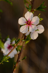 Obraz premium BELLAS FLORES DE ALMENDRO