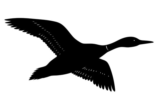 flying loon black silhouette vector, flying loon icon