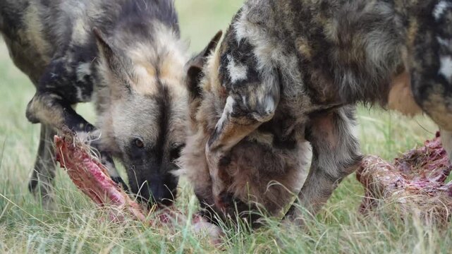 Slow-motion footage of African wild dogs rapidly dismembering and devouring a fresh kill, capturing coordinated pack behavior, raw feeding frenzy, and survival instincts in the bushveld
