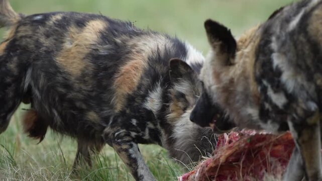 Slow-motion footage of African wild dogs rapidly dismembering and devouring a fresh kill, capturing coordinated pack behavior, raw feeding frenzy, and survival instincts in the bushveld