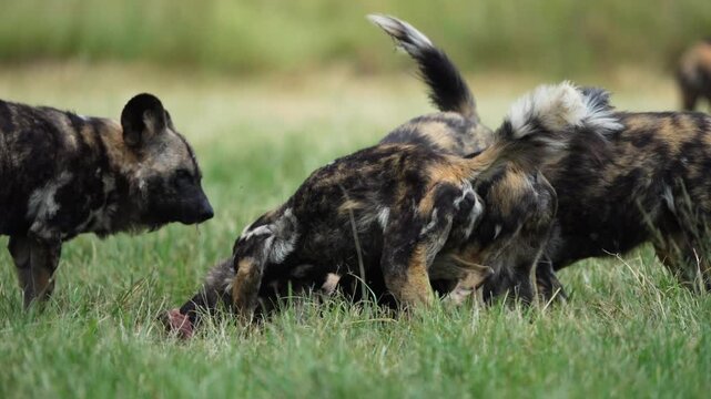 Slow-motion footage of African wild dogs rapidly dismembering and devouring a fresh kill, capturing coordinated pack behavior, raw feeding frenzy, and survival instincts in the bushveld