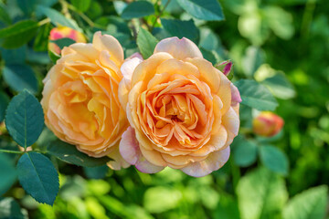 Close-up of garden rose Lady of Shalott