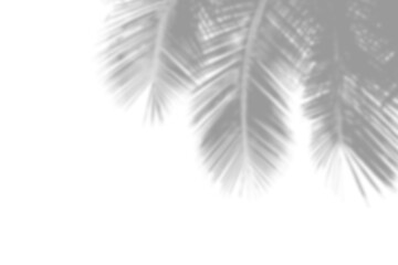 Shadow of palm leaves isolated on white