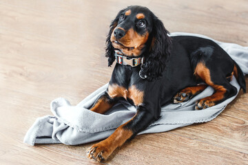 Adorable russian hunting spaniel puppy lying on soft blanket indoors, black tan coat, long floppy ears curious eyes, perfect for pet care, training, adoption, companionship animal lifestyle concept