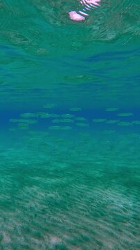 Vertical footage, A lot of Mullets floats in turquoise water column under surface and over sandy botom in sunlight, Slow motion of school of Mullet fish, Mugilidae swims in blue water column