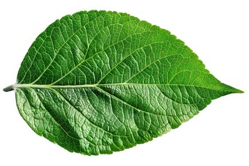 Obraz premium Close-up of a vibrant green leaf, showcasing intricate veins and texture against a white backdrop