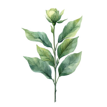 Aucuba Branch, watercolor artwork with bold brush accents and dynamic composition, isolated on a white background.