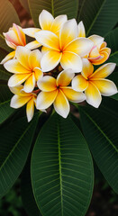 Obraz premium Overhead view of cluster of yellow and white frangipani blossom, with large green leaf, representing tropical beauty, freshness, and natural elegance