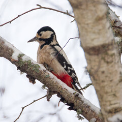 Le pic &eacute;peiche