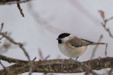 La m&eacute;sange nonnette
