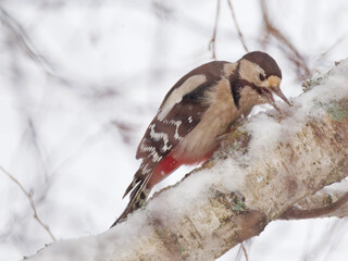 Le pic &eacute;peiche