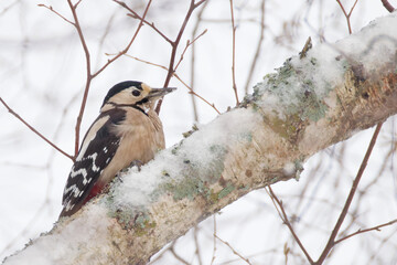 Le pic &eacute;peiche