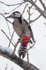 Le pic &eacute;peiche