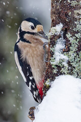 Le pic &eacute;peiche