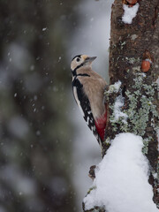 Le pic &eacute;peiche