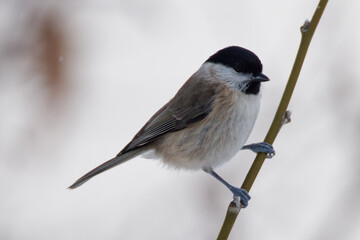 La m&eacute;sange nonnette