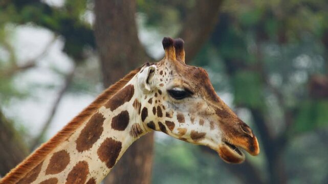 Close up of Rothschild&rsquo;s giraffe chewing cud in Murchison Falls National Park, Uganda, showing natural ruminant digestion behavior and spotted neck pattern in African wildlife habitat.