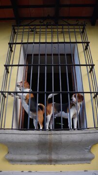Pair Of Beagles Barking From The Window Enclosed With Metal Bars In Antigua, Guatemala. - vertical shot