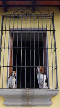 Two Beagles, Looking Out From A Window Behind Metal Bars In Antigua, Guatemala. - vertical shot