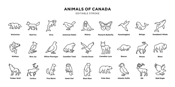 Canadian Animals Line Art Illustration with Editable Stroke