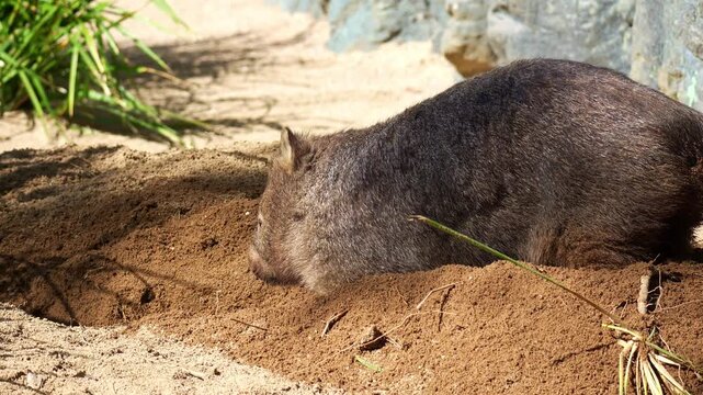 Close up shot of a cute wombat actively digging a burrow in the sandy ground with its powerful forepaws and kicking loose dirt behind with the hind legs under the sun.