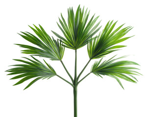 Fototapeta premium Palm plant with long green leaves on transparent background showing natural form and details