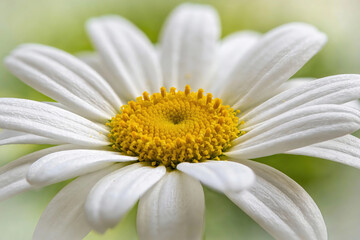Obraz premium Fresh White Daisy with Yellow Center on Green Bokeh Background – Floral & Wellness Background 