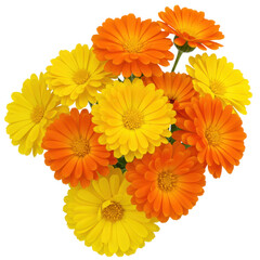 Vibrant calendula blossom cluster a cheerful mix of yellow and orange hues isolated on white background