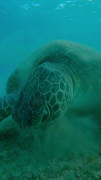 Vertical footage, Front view of Sea turtle grazing on seabed in evening light on backlit, Slow motion of Green Sea Turtle, Chelonia mydas on bottom eats Smooth ribbon seagrass, Cymodocea rotundata