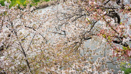 川沿いに咲く桜並木 春の風景 花見シーズン 日本の自然