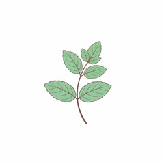 Stylized illustration of a mint sprig with light green leaves and a brown stem