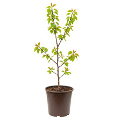 Young fruit tree sapling in brown pot with vibrant new growth isolated on white background