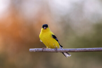 Obraz premium Eastern Goldfinch, Spinus tristis, is a bright pop of yellow and a welcome sign in Spring