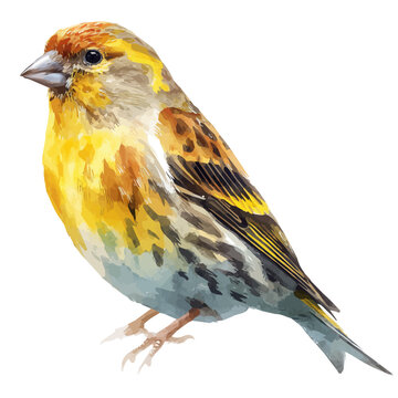 Serin watercolor artwork, high-quality professional vector illustration isolated on a white background.