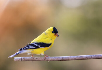 Obraz premium Eastern Goldfinch, Spinus tristis, is a bright pop of yellow and a welcome sign in Spring