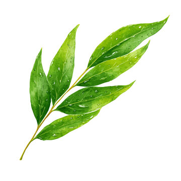 Willow Leaf watercolor vector illustration, high-quality artwork isolated on a pure white background.