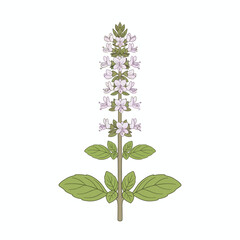 Stylized illustration of a plant stalk with an elongated terminal flower spike and opposing leaves