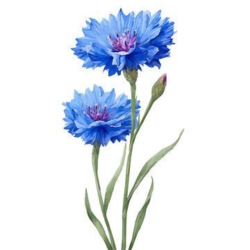 Watercolor painting of Cornflower Bachelors Button, detailed and artistic vector illustration on a white background.